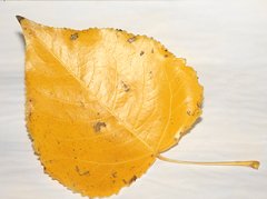 Foto de hoja de chopo