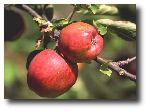 Luces y sombras Sombra base